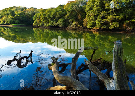 Frenchmans creek sur la rivière helford à Cornwall, Angleterre, Grande-Bretagne, Royaume-Uni, le ruisseau a été rendu célèbre par l'auteur britannique Daphné du Maurier avec un livre Banque D'Images