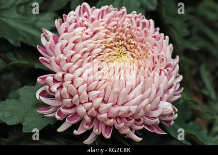 Les tons de rose tendre pétale de cette grappe chrysanthème commencent leur processus d'ouverture en pleine floraison dans ce jardin d'automne. Banque D'Images