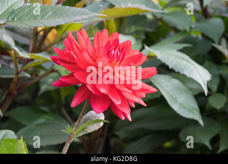Edwin's sunset fleur dahlia dahlia gros plan, fleur en pleine floraison dans le jardin. Banque D'Images