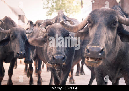 Les vaches indiennes en noir à l'objectif de l'appareil photo Banque D'Images
