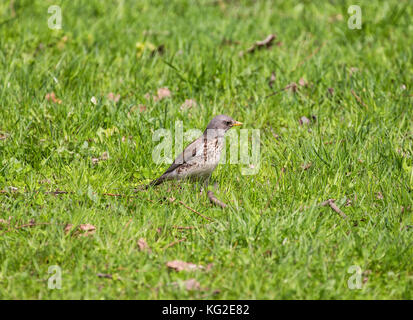 Fieldfare oiseaux (turdus) f sur l'herbe verte Banque D'Images