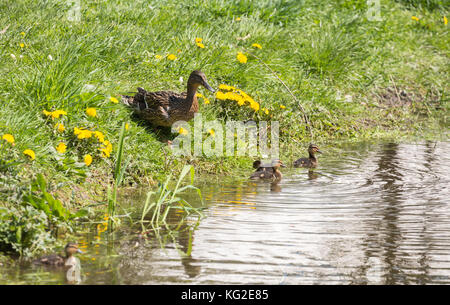 Canard aux canetons sur le bord d'étang Banque D'Images