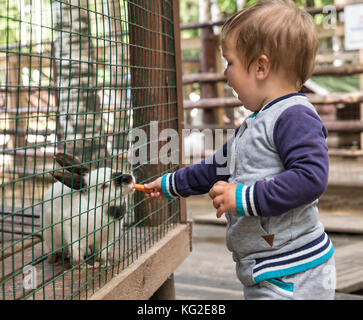 Petit lapin blanc d'alimentation dans une cage à la ferme Banque D'Images