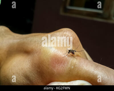 Noir avec des points blancs moustique femelle (aedes aegypti) sucer le sang des fusée jusqu'à ce qu'elle est pleine. Banque D'Images