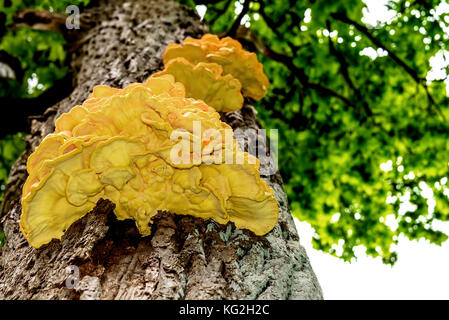 Panneau inférieur d'une chaga jaune champignons sur un tronc d'arbre close-up sur un fond de feuillage vert Banque D'Images