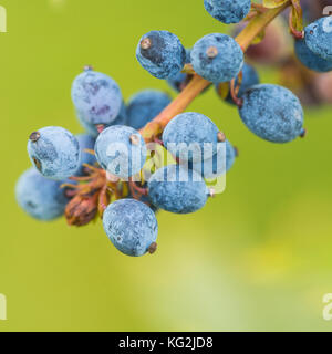 Un plan macro sur certaines baies. bleu mahonia japonica Banque D'Images