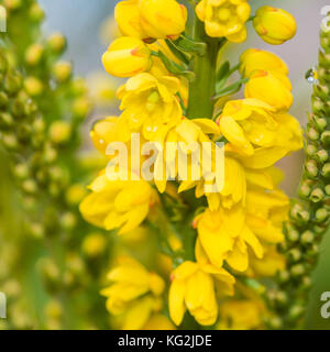 Un plan macro sur les fleurs jaunes d'un mahonia japonica bush. Banque D'Images