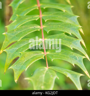 Un plan macro sur les feuilles d'un mahonia japonica bush. Banque D'Images