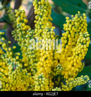 Un plan macro sur une fleur jaune mahonia japonica bush. Banque D'Images