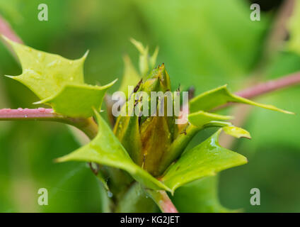 Un plan macro sur le bouton floral qui se forme sur un mahonia japonica bush. Banque D'Images