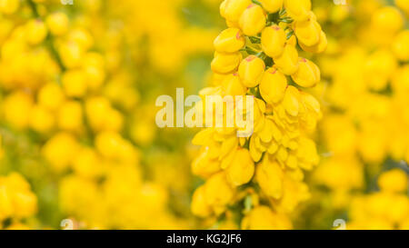 Un plan macro sur certains mahonia japonica fleurs de bush. Banque D'Images