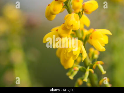 Un plan macro sur une fleur jaune mahonia japonica bush. Banque D'Images