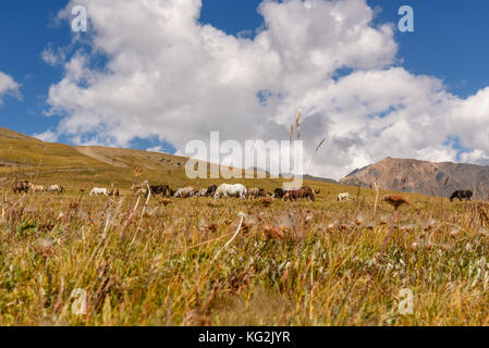 Vue panoramique avec les chevaux paissant dans une prairie sur la pente de la montagne sur le fond bleu du ciel et nuages Banque D'Images