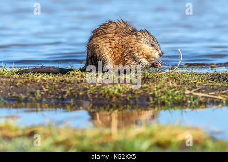 Wet rat musqué (Ondatra zibethica) est assis dans l'eau près des rives et mange de l'herbe dans la lumière du soleil couchant Banque D'Images