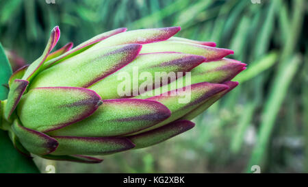 Fruit du dragon pitaya rouge dans la plantation de fleurs Banque D'Images