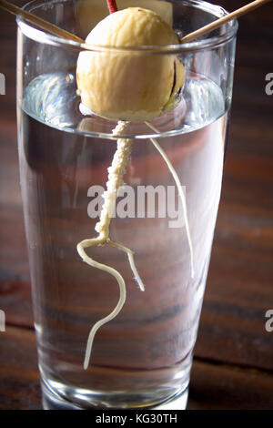 L'avocat pousse pousse à partir de la graine dans un verre d'eau. une plante vivante avec des feuilles, le début de la vie sur une table en bois. Banque D'Images