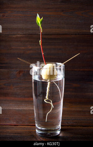 L'avocat pousse pousse à partir de la graine dans un verre d'eau. une plante vivante avec des feuilles, le début de la vie sur une table en bois. Banque D'Images