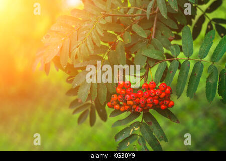 La faiblesse des baies Rowan Rowan Tree sur un automne.. Banque D'Images