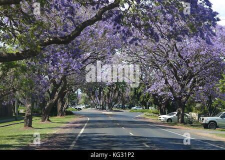 Les célèbres jacarandas de grafton dans leur glorieux manteau de couleur pourpre, porter dans les masses de touristes dans cette ville dans les rivières du nord de la Nouvelle-Galles du Sud. Banque D'Images