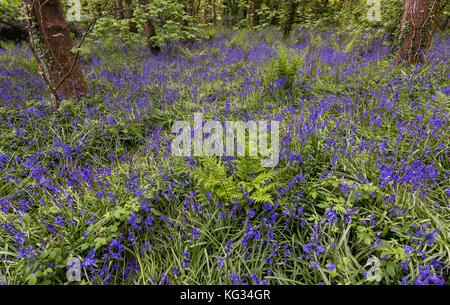 Beaucoup de jacinthes dans une forêt et fougère vert frais de godolphin au National Trust, Cornwall, Angleterre. Banque D'Images