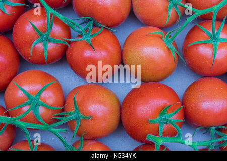 Tomates mûres rouges et humides dans un papier fort. Banque D'Images