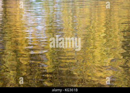 Réflexions dans le lac Western Springs, Auckland, Nouvelle-Zélande Banque D'Images