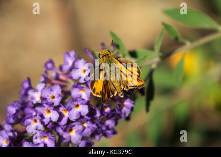 Marque commune skipper hespaeria virgule Banque D'Images