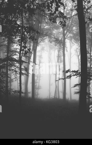 Photo en noir et blanc de la forêt de brouillard en automne, europe, Serbie Banque D'Images