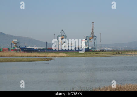 Koniks la réserve RSPB à brouter au port de Belfast. La réserve est un havre de la faune dans le port industriel. Banque D'Images