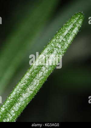 Romarin (Rosmarinus officinalis) leaf close-up Banque D'Images