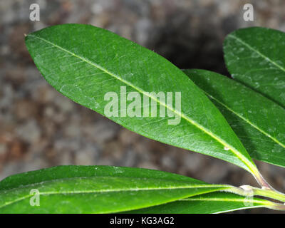 Close-up de la yerba mate (Ilex paraguariensis) feuilles sur une plante Yerba mate en direct Banque D'Images