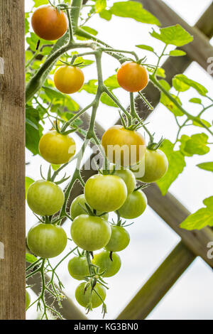 Bouquet de tomates cerises rouges et vertes poussant dans un jardin Banque D'Images