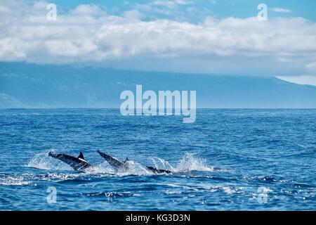 Trois dauphins plongée en formation Banque D'Images