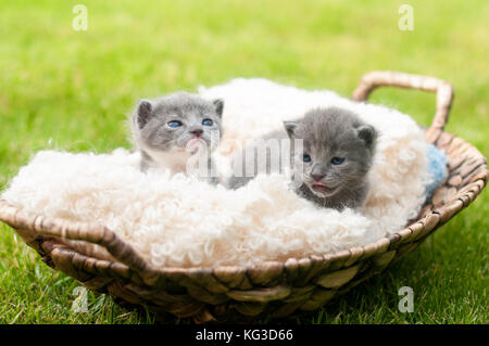 Moi deux chatons dans de vieux panier en bois Banque D'Images