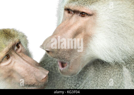 Close-up portrait de deux singes, les babouins communiquer isolé sur fond blanc Banque D'Images