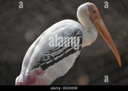 Stork peint dans le parc zoologique de New Delhi Banque D'Images