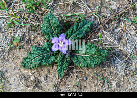 Gros plan d'une seule fleur pourpre de Mandragore (Mandragora autumnalis), Sicile, Italie. Il dispose d'une grande racine pivotante et contient des alcaloïdes toxiques Banque D'Images