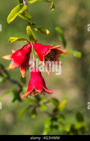 Trois fleurs de grenade rouge avec shalloe la profondeur de champ sur fond vert Banque D'Images