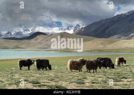 Troupeau de yaks tibétains sauvages broute des verts pâturages, sur la rive du lac bleu, l'himalaya, l'Inde du nord. Banque D'Images