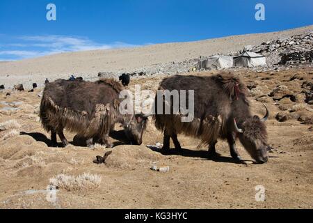 Deux yaks tibétains avec brown, sharp laine longue cornes courbes brouter près de la tente des nomades de chongpa, Ladakh, Inde. Banque D'Images