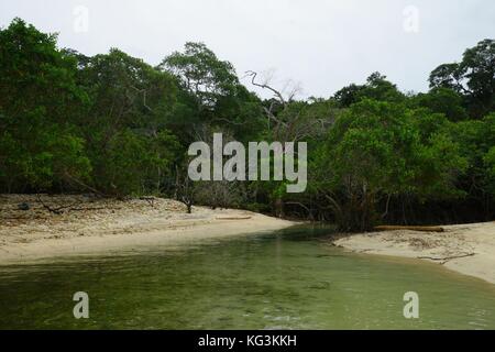 Les mangroves dans une plage de sable jaune de l'île de mogo mogo, le panama. Banque D'Images