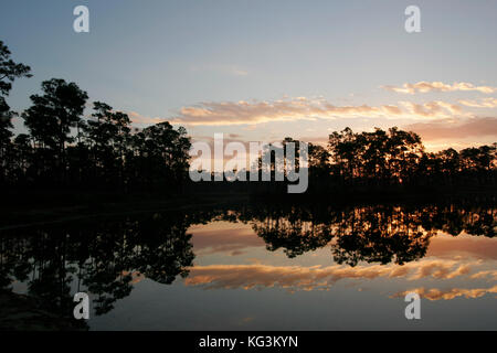 Sunrise Everglades Banque D'Images