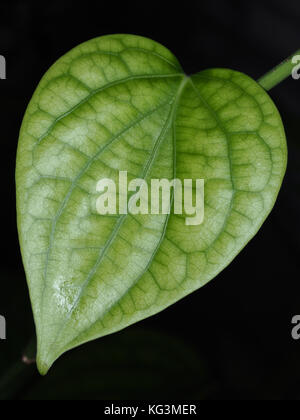 Poivre noir (Piper nigrum) leaf close-up Banque D'Images