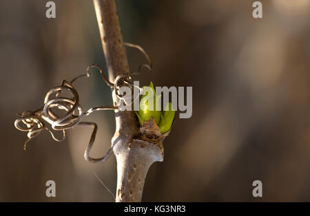 Rein vert sur une vigne. le printemps, la verge est éclairé par le soleil, d'un rein de couleur des feuilles vert doux. close up, faible profondeur de la netteté Banque D'Images