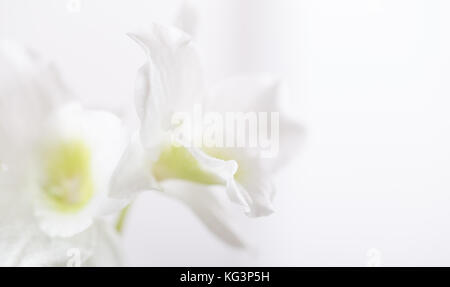 Contexte - fleurs blanches d'une orchidée sur un fond blanc. Soft focus, faible profondeur de la netteté, de l'espace libre sur le droit Banque D'Images