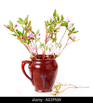 L'épanouissement du thé du Labrador les branches avec des tons roses dans un pot en céramique. Il est isolé sur fond blanc Banque D'Images