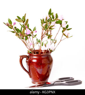 L'épanouissement du thé du Labrador les branches avec des tons roses dans un pot en céramique. Il est isolé sur un fond blanc. près d'un mensonge ciseaux pot Banque D'Images