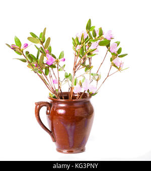 L'épanouissement du thé du Labrador les branches avec des tons roses dans un pot en céramique. Il est isolé sur fond blanc Banque D'Images