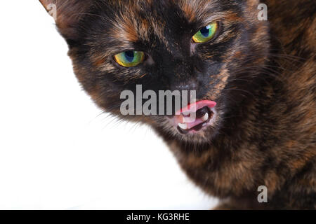 L'apparence d'un chat tortue, Close up. Le chat d'une couleur tortue aux yeux verts, semble avoir tourné la tête et avec la langue d'une muselière. Banque D'Images