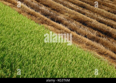 Champ de riz paddy récolté la moitié en Thaïlande Banque D'Images
